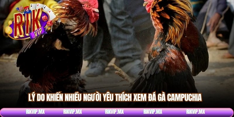 Lý do khiến nhiều người yêu thích xem đá gà Campuchia 