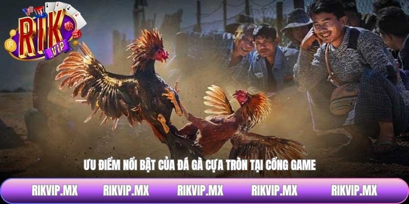 Ưu điểm nổi bật của đá gà cựa tròn tại cổng game