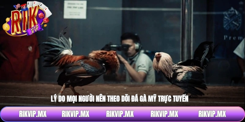 Lý do mọi người nên theo dõi đá gà Mỹ trực tuyến