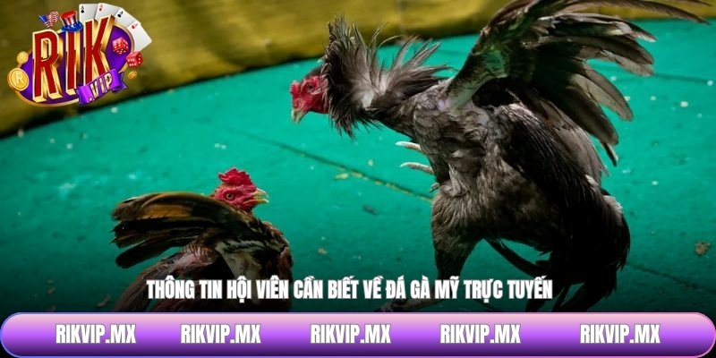 Thông tin hội viên cần biết về đá gà mỹ trực tuyến