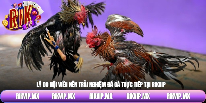 Lý do hội viên nên trải nghiệm đá gà trực tiếp tại RIKVIP